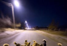 मां-बाप ने सड़क पर फेंका नवजात, आवारा कुत्तों ने रातभर की रखवाली; इंसान चुप रहे, जानवर बन गए फरिश्ते