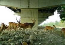 दिल्ली–देहरादून इकोनॉमिक कॉरिडोर पर वन्यजीव संरक्षण में बड़ी सफलता, रिपोर्ट में खुलासा