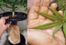 एयरपोर्ट पर 25 किलो हाइड्रोपोनिक गांजा जब्त, आम गांजे से कितना अलग ?