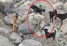 उत्तराखंड: मोक्ष केदार घाट पर कुत्ते नोच रहे अधजले शवों के अवशेष, आखिर कौन है जिम्मेदार…?