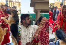 उत्तराखंड : दुल्हन की विदाई में बेजुबान भी हुए भावुक, VIDEO देख भर आएंगी आंखें