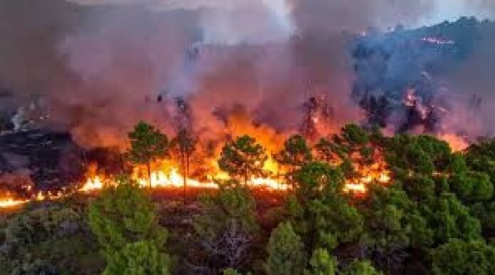 forest fire