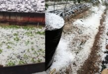 उत्तराखंड : बेमौसम बारिश और ओलावृष्टि से खेती तबाह, 522 किसानों की फसलें प्रभावित