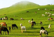 उत्तराखंड में फिल्म संस्कृति को नई पहचान, पहली बार फिल्म पुरस्कारों का आयोजन, फिल्मों, कलाकारों और तकनीकी प्रतिभाओं को मिलेगा सम्मान